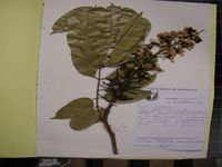 Herbarium sample